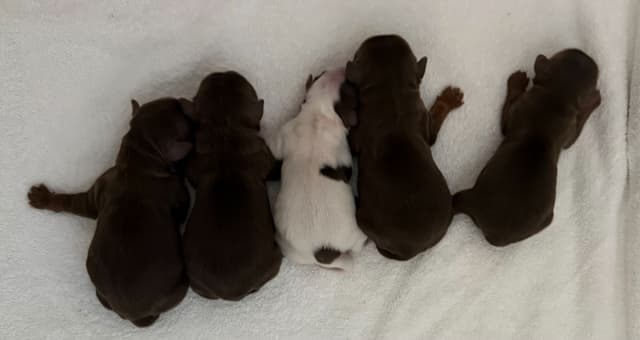 Yorkshire Terrier Puppies media 3