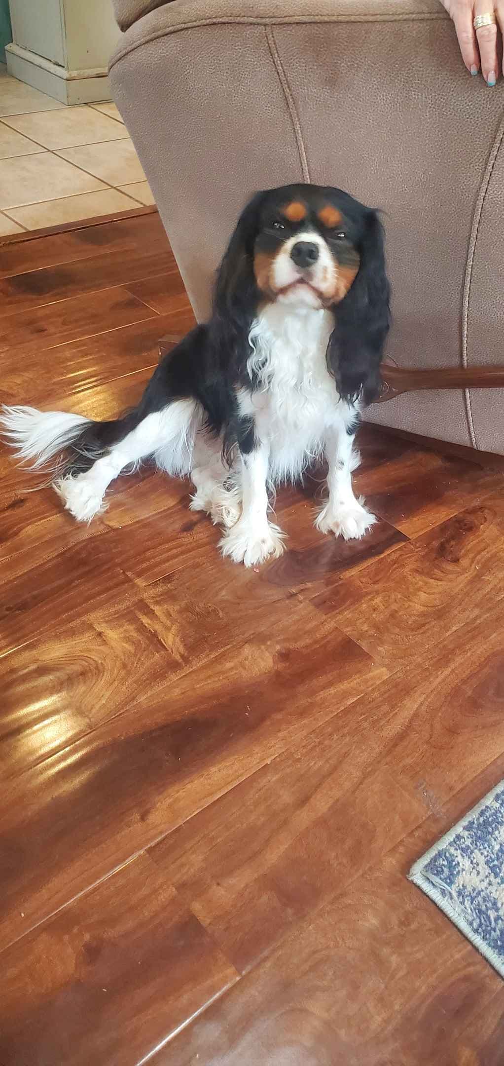 Cavalier King Charles Spaniel Puppies breeder image 1