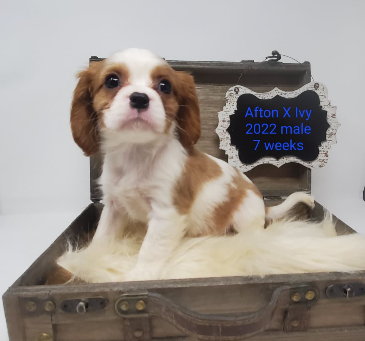 Cavalier King Charles Spaniel Puppies breeder image 2