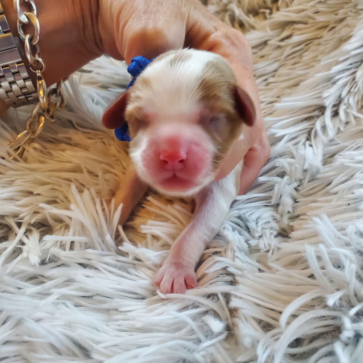 Cavalier King Charles Spaniel Puppies breeder image 5