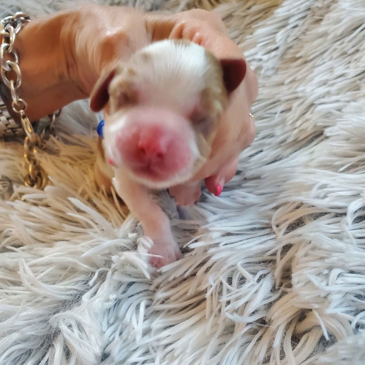 Cavalier King Charles Spaniel Puppies breeder image 3