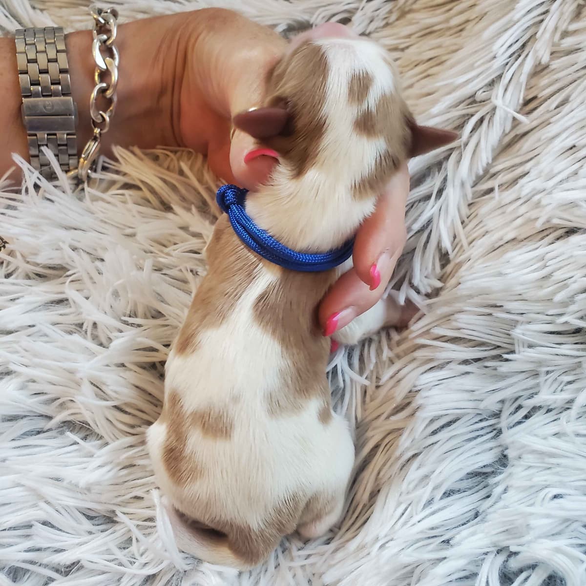 Cavalier King Charles Spaniel Puppies breeder image 4