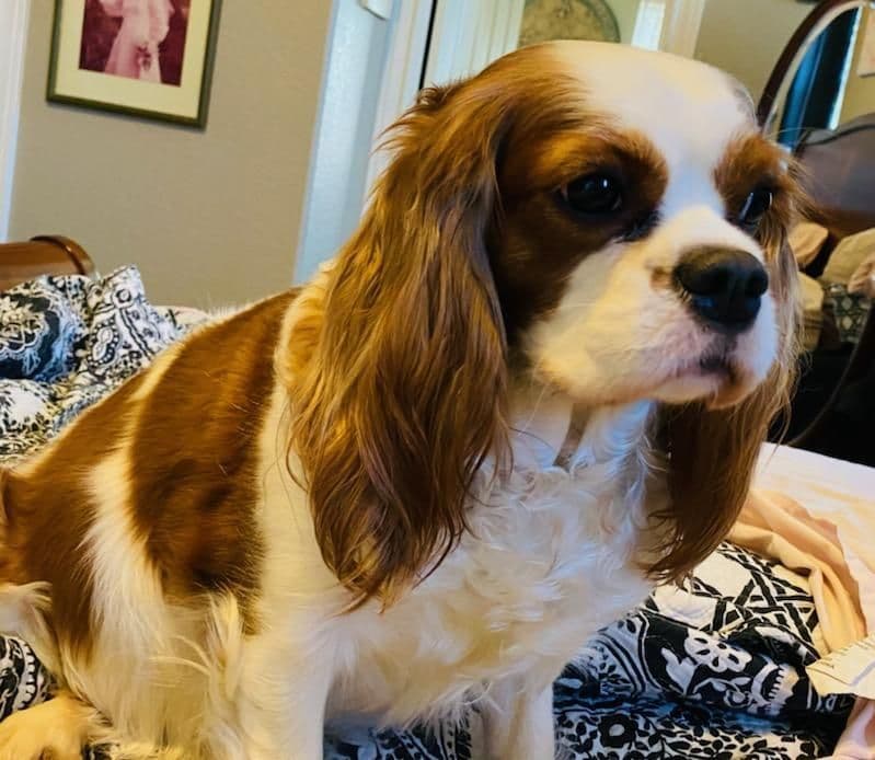 Cavalier King Charles Spaniel Puppies breeder image 8