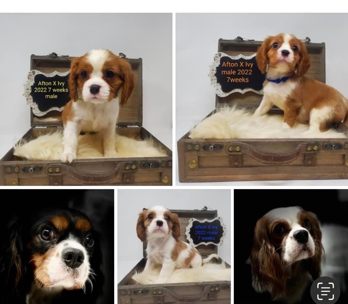 Cavalier King Charles Spaniel Puppies breeder image 10