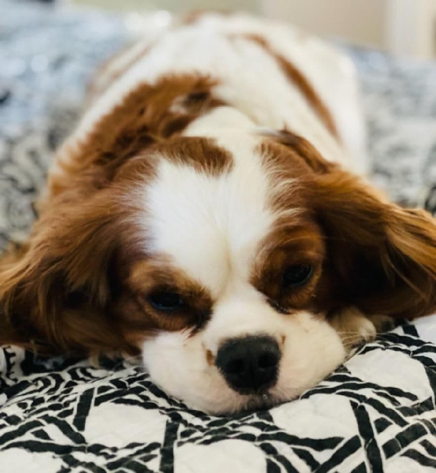 Cavalier King Charles Spaniel Puppies breeder image 6