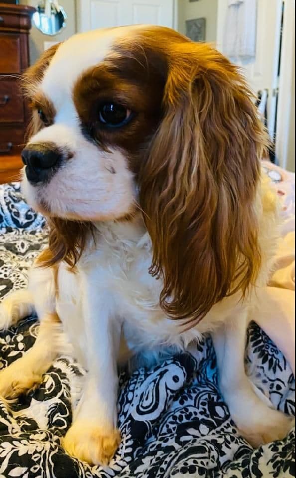 Cavalier King Charles Spaniel Puppies breeder image 7