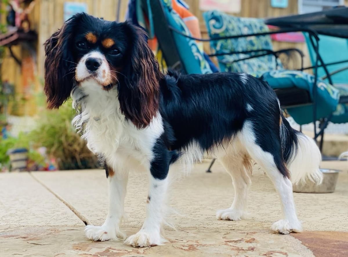 Cavalier King Charles Spaniel Puppies breeder image 9