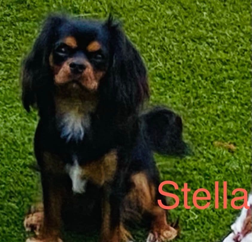Cavalier King Charles Spaniel Puppies breeder image 11