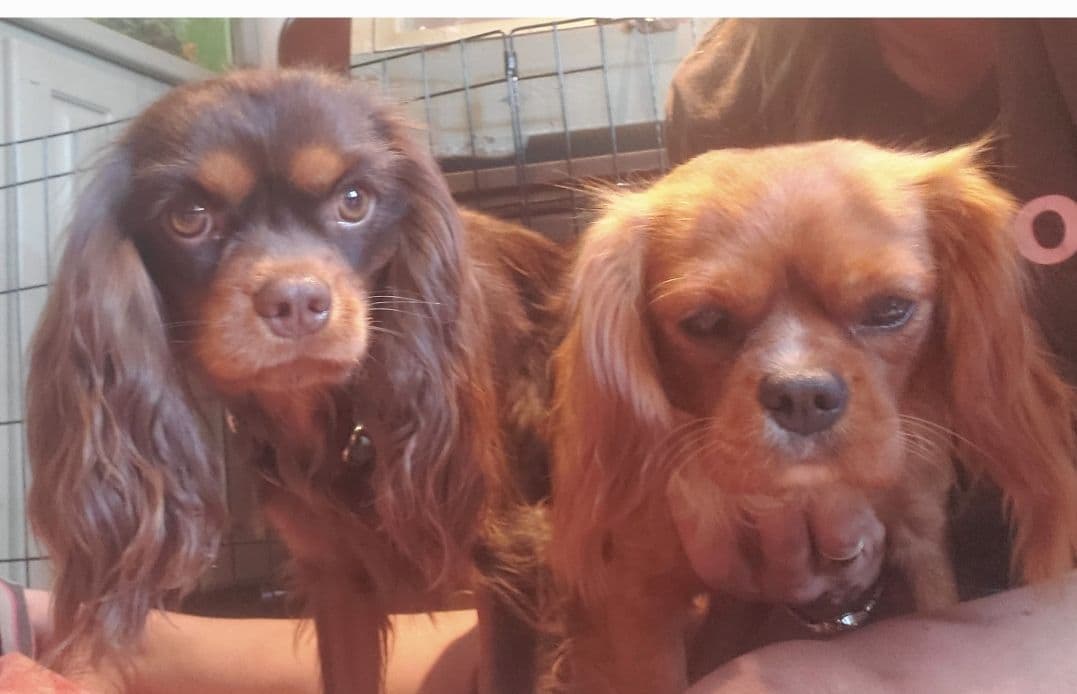 Cavalier King Charles Spaniel Puppies breeder image 12