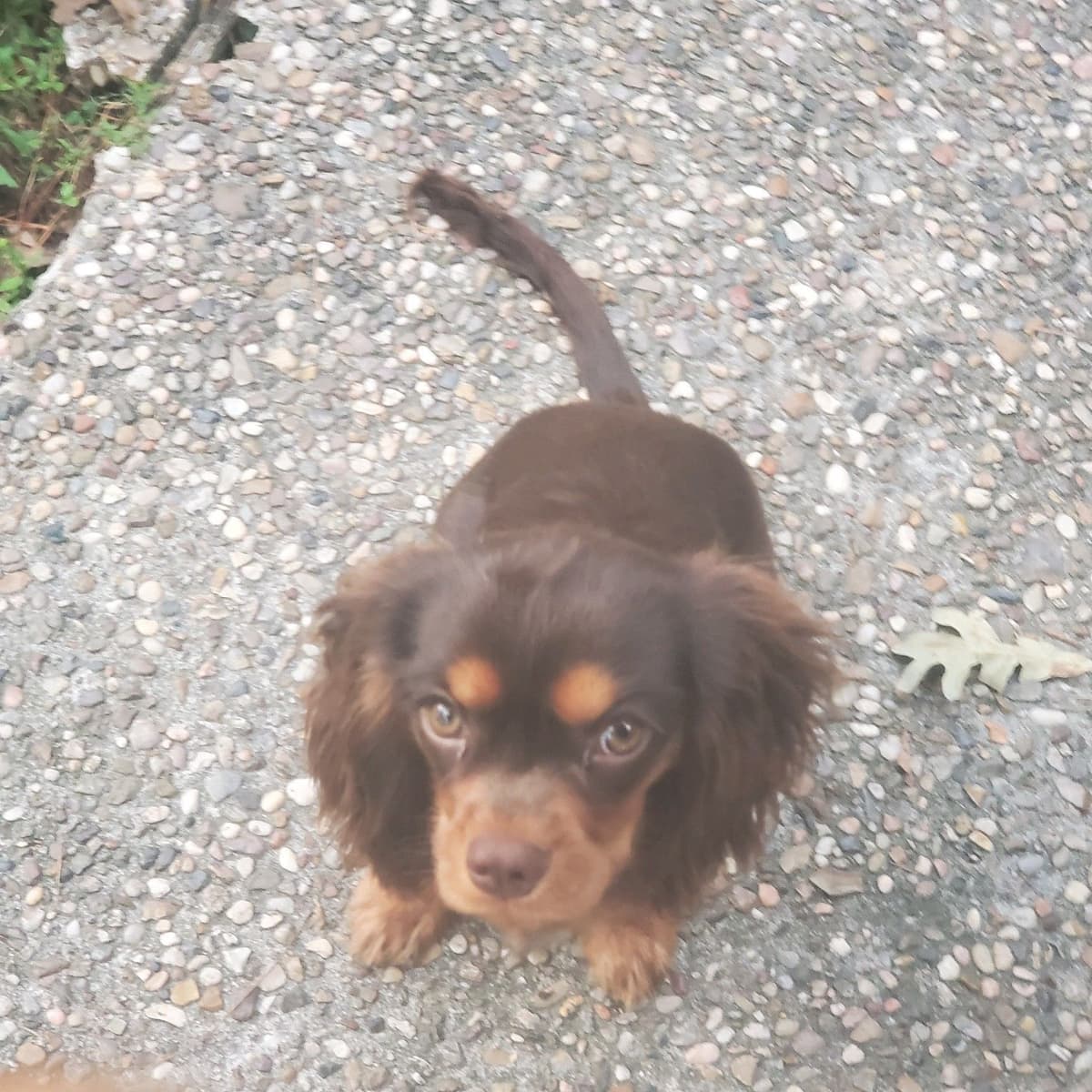 Cavalier King Charles Spaniel Puppies breeder image 13
