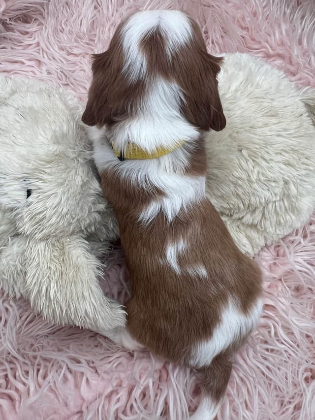 Cavalier King Charles Spaniel Puppies media 2
