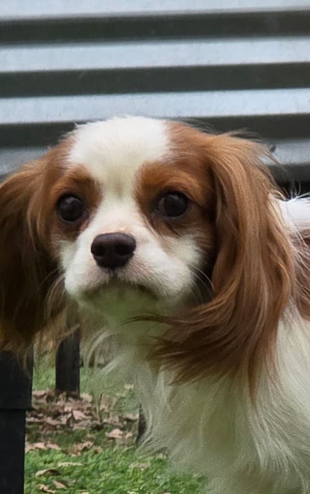 Cavalier King Charles Spaniel Puppies media 3