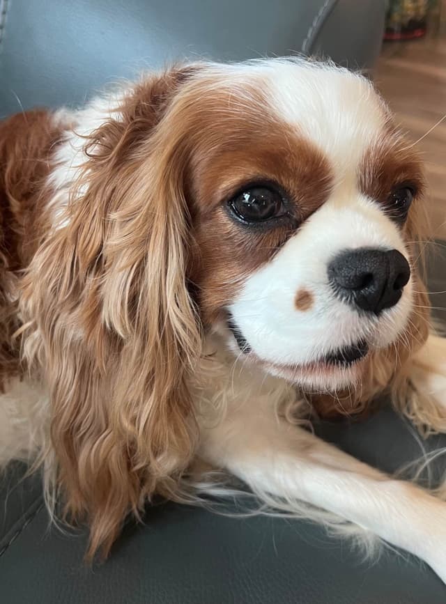 Cavalier King Charles Spaniel Puppies media 4