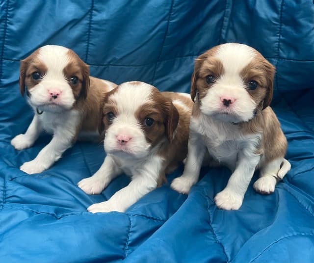 Cavalier King Charles Spaniel Puppies media 5