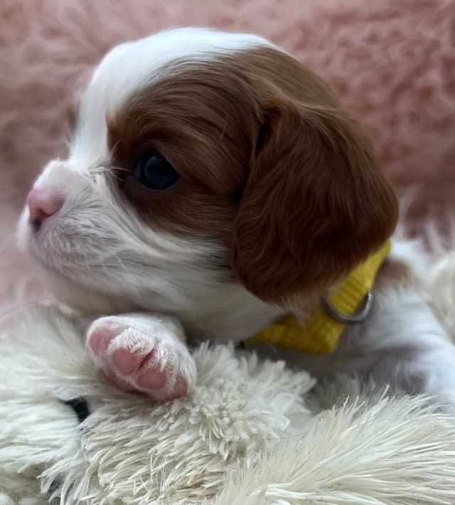 Cavalier King Charles Spaniel Puppies media 6