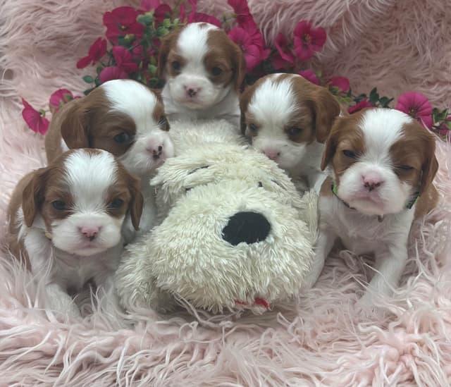 Cavalier King Charles Spaniel Puppies media 7
