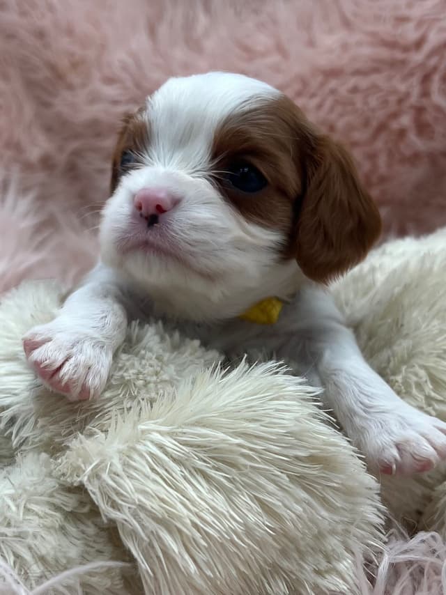 Cavalier King Charles Spaniel Puppies media 8