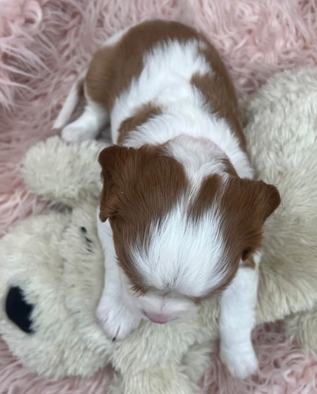 Cavalier King Charles Spaniel Puppies media 9