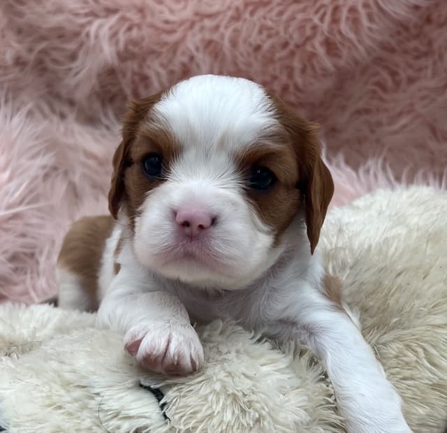 Cavalier King Charles Spaniel Puppies media 10