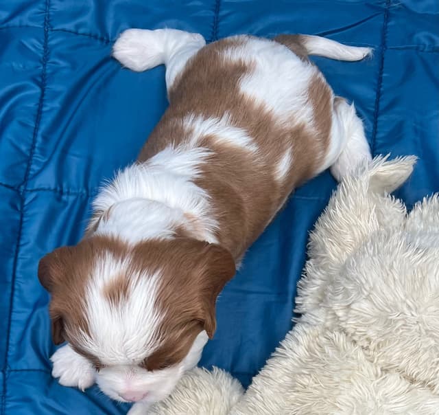Cavalier King Charles Spaniel Puppies media 12