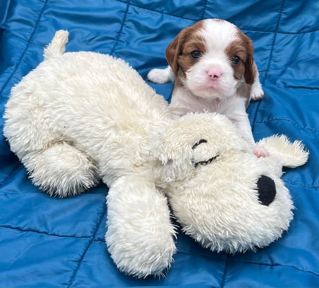 Cavalier King Charles Spaniel Puppies media 11