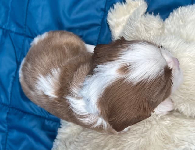 Cavalier King Charles Spaniel Puppies media 14