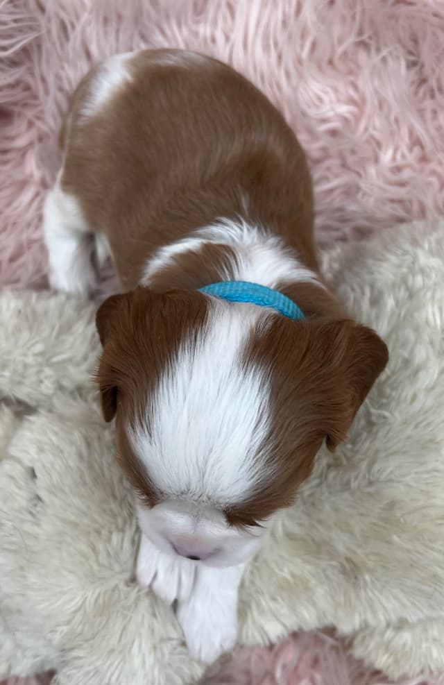 Cavalier King Charles Spaniel Puppies media 13