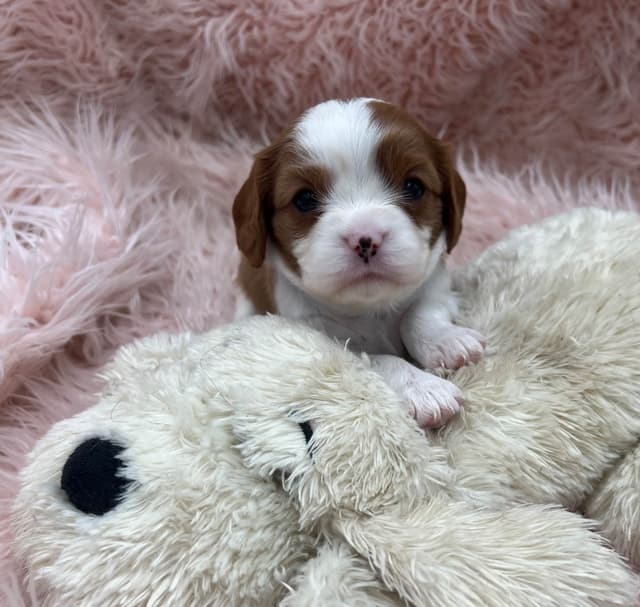 Cavalier King Charles Spaniel Puppies media 15