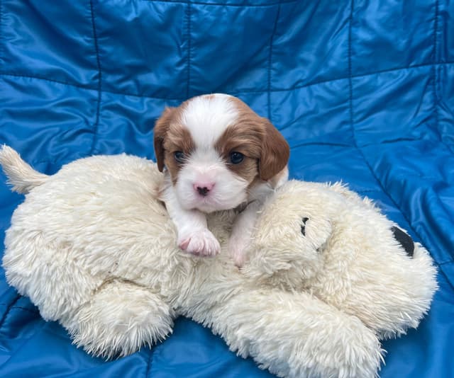 Cavalier King Charles Spaniel Puppies media 16