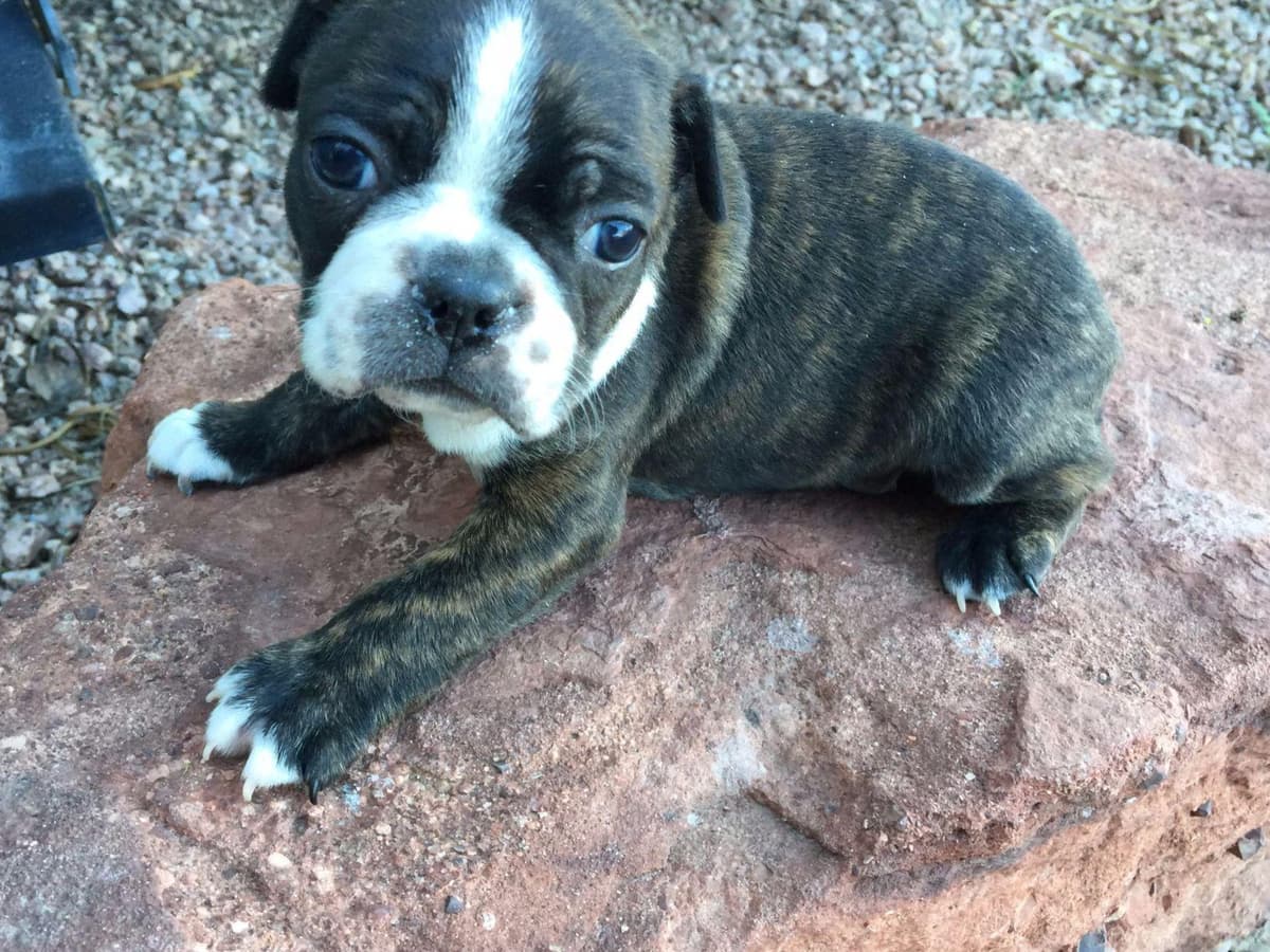 Boston Terrier Puppies breeder image 1