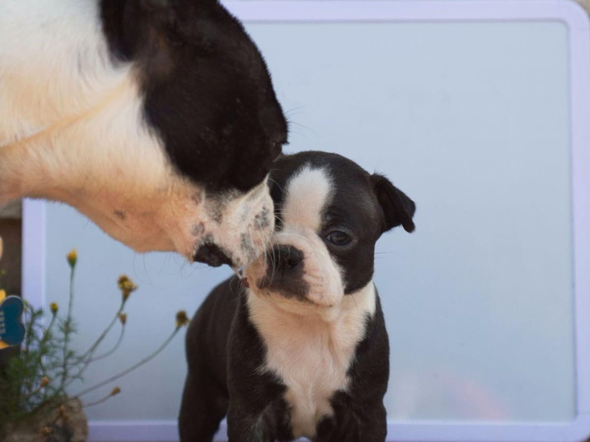 Boston Terrier Puppies breeder image 3