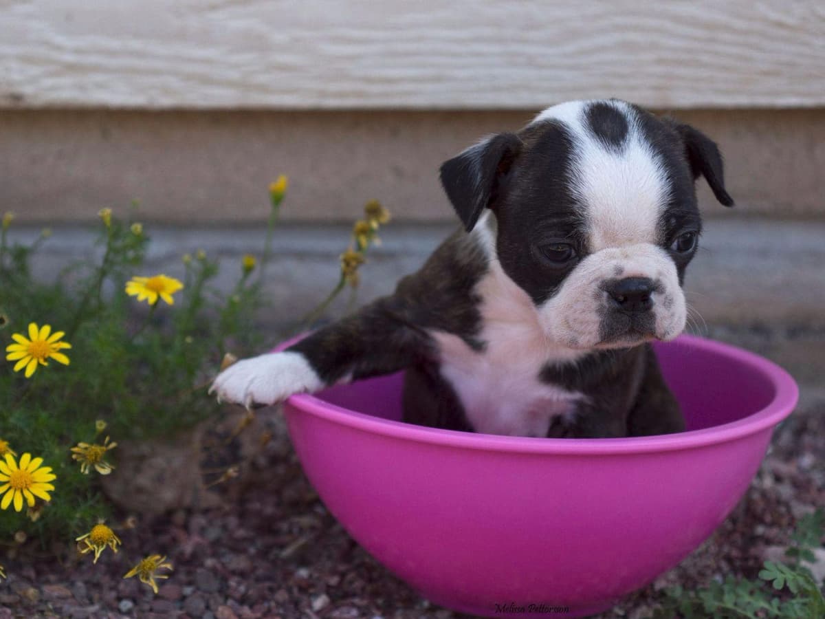 Boston Terrier Puppies breeder image 4