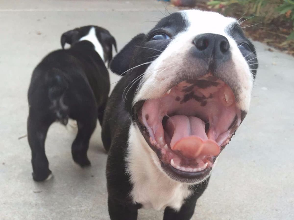 Boston Terrier Puppies breeder image 5