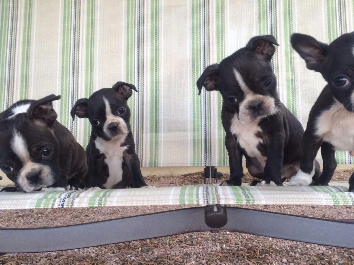 Boston Terrier Puppies breeder image 6