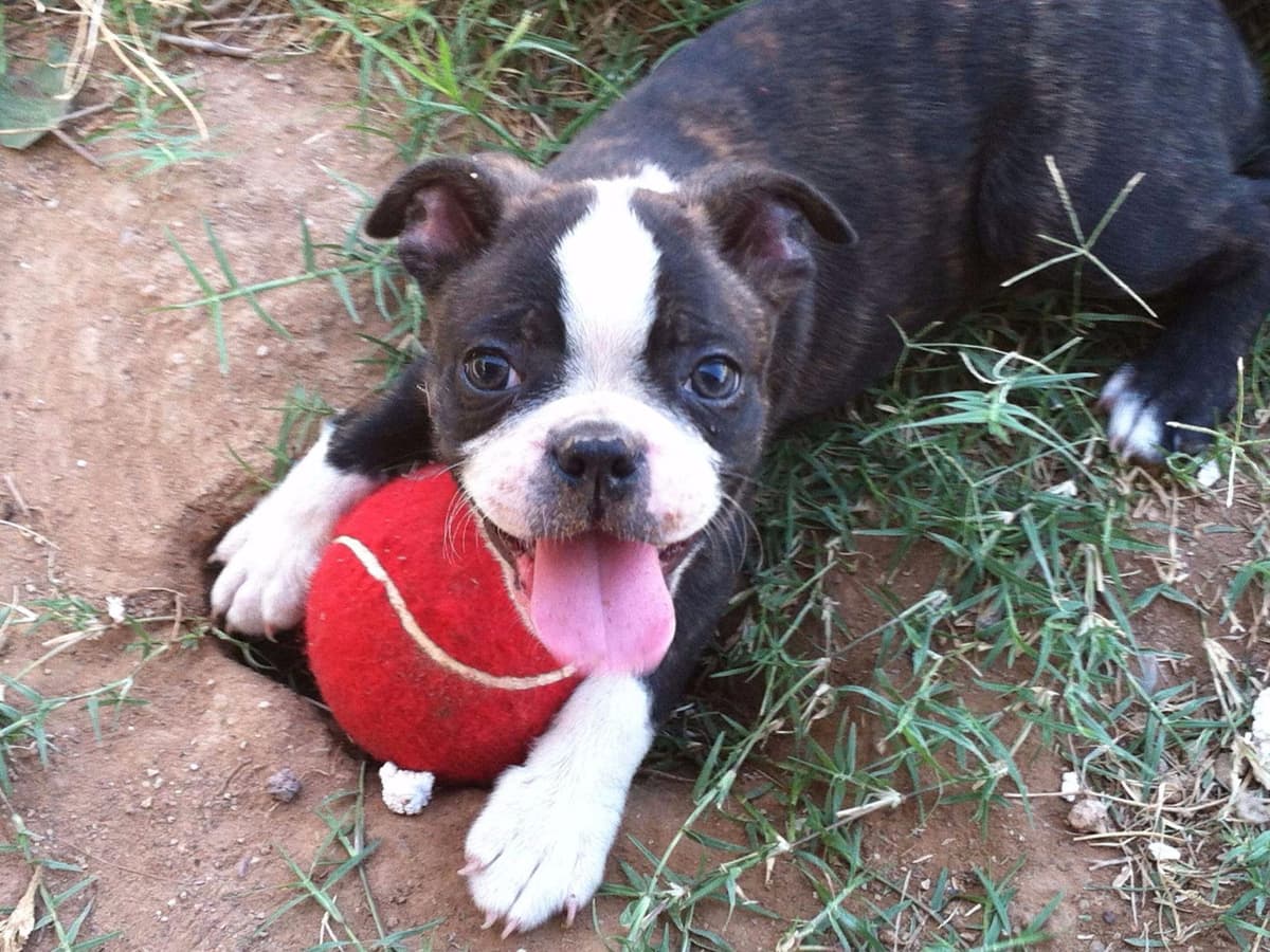 Boston Terrier Puppies breeder image 7