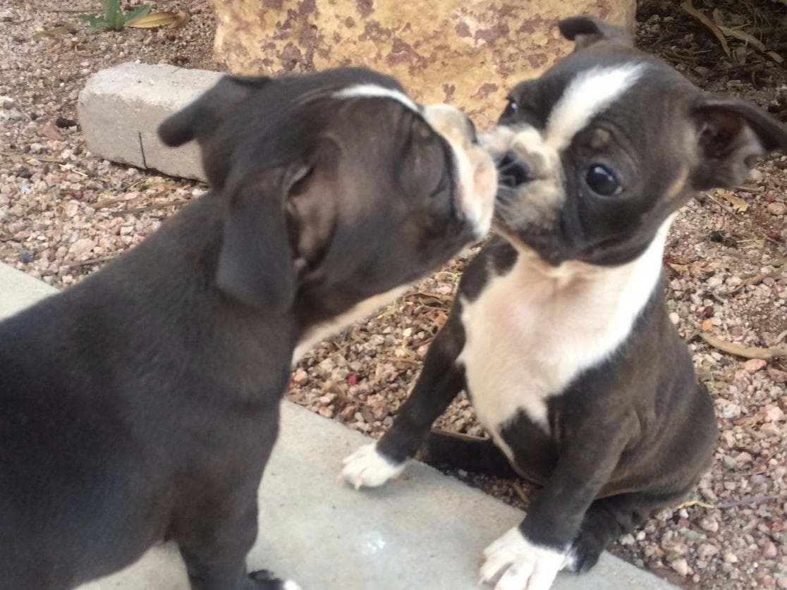 Boston Terrier Puppies breeder image 8