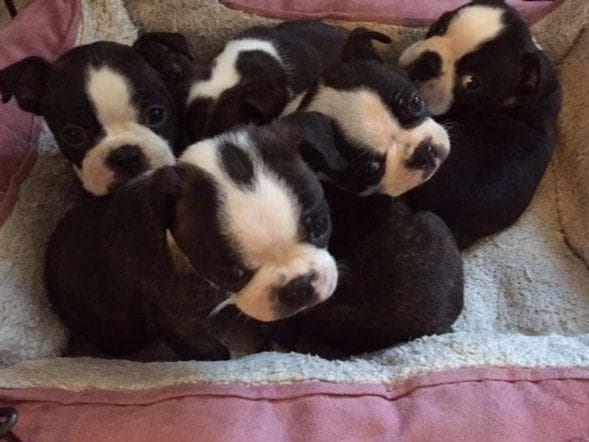 Boston Terrier Puppies breeder image 9