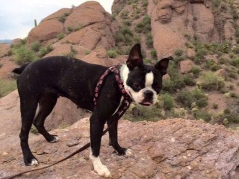 Boston Terrier Puppies breeder image 10