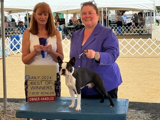 Boston Terrier Puppies media 2