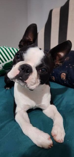 Boston Terrier Puppies media 3