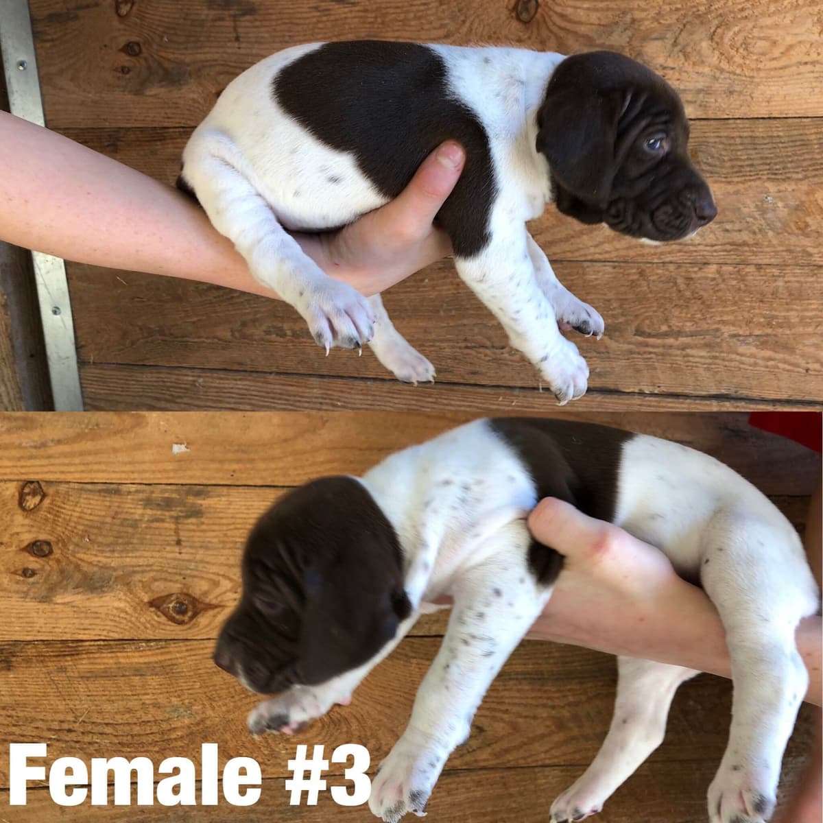 French Bulldog Puppies breeder image 2