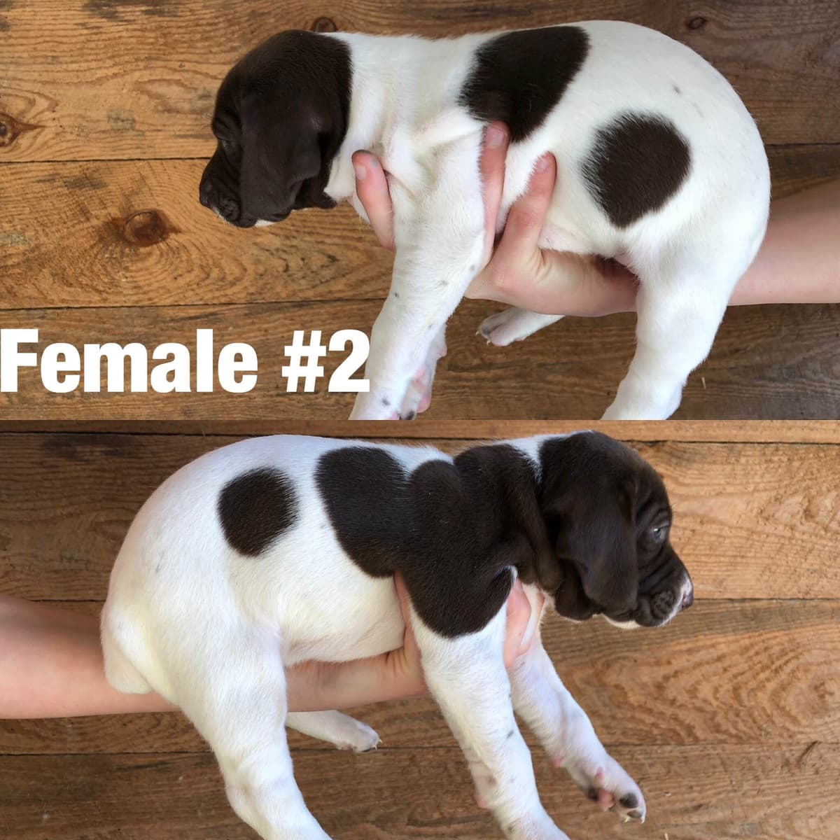 French Bulldog Puppies breeder image 3
