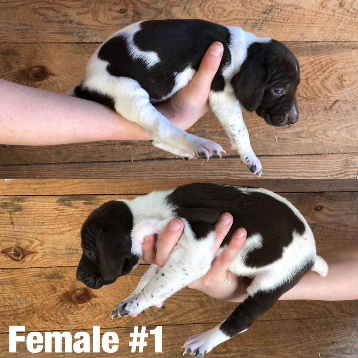 French Bulldog Puppies breeder image 4