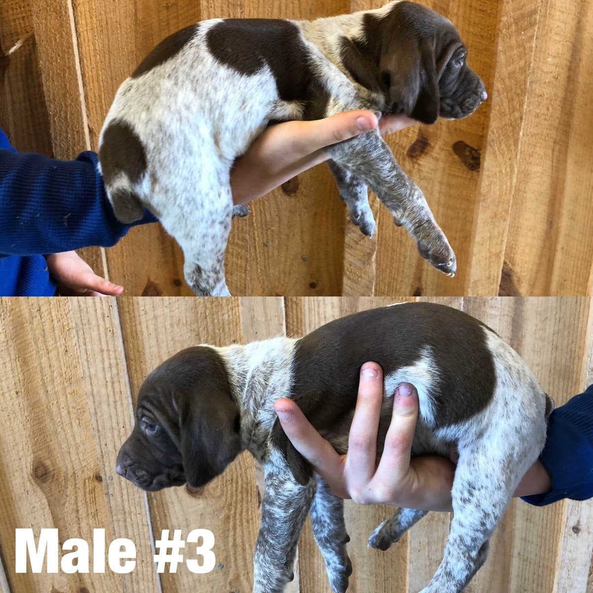 French Bulldog Puppies breeder image 5