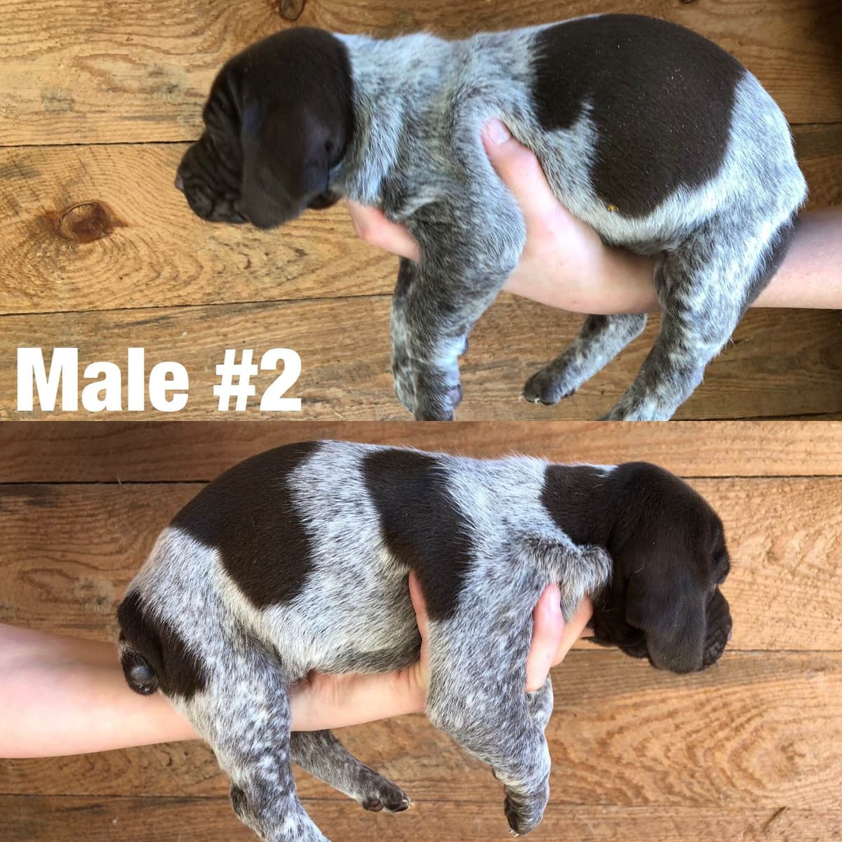 French Bulldog Puppies breeder image 8