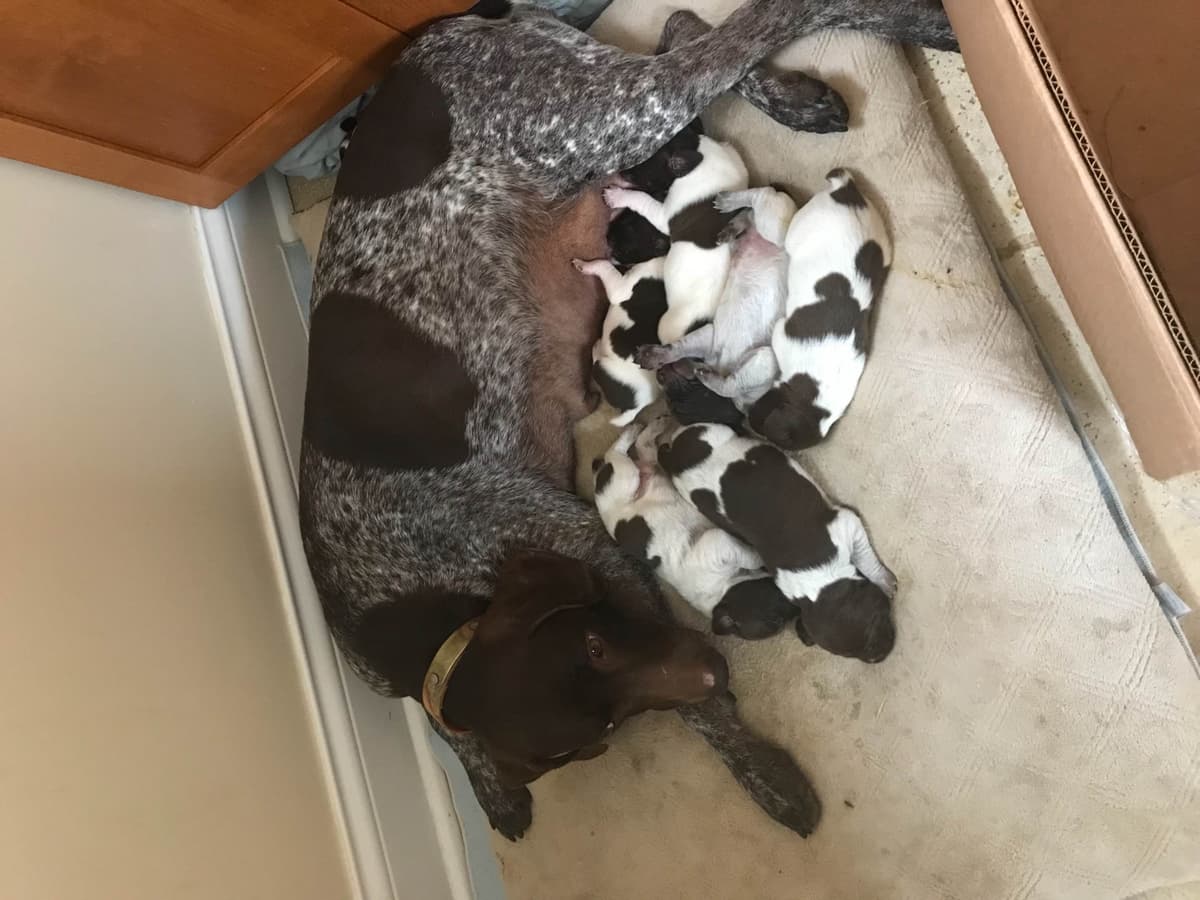 French Bulldog Puppies breeder image 9
