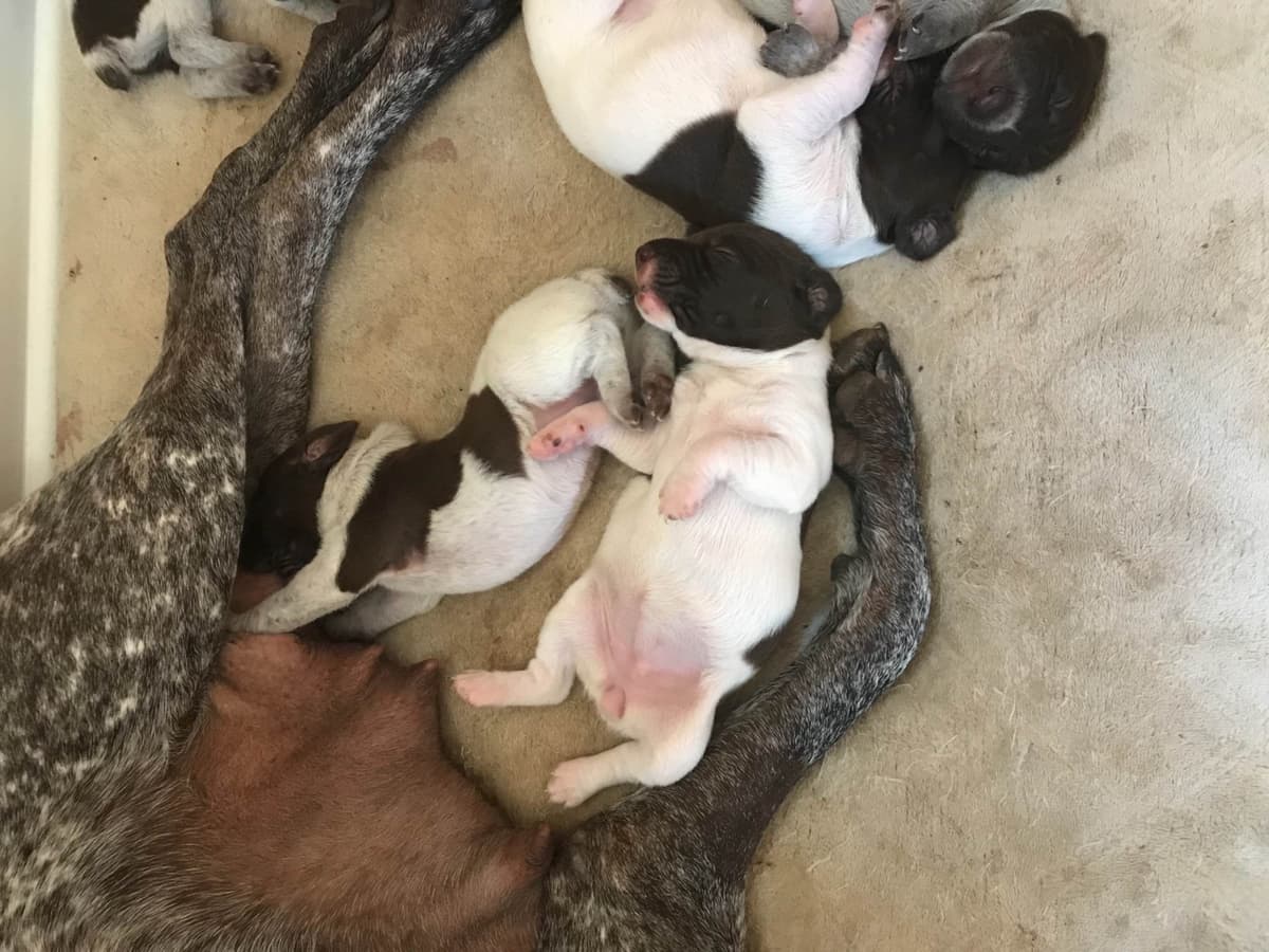 French Bulldog Puppies breeder image 10
