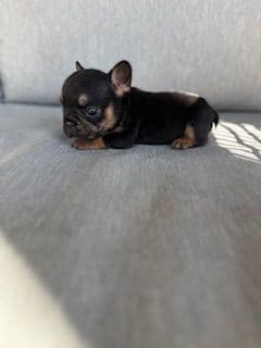 French Bulldog Puppies media 3