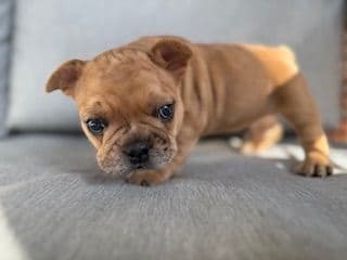 French Bulldog Puppies media 4