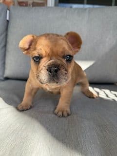 French Bulldog Puppies media 2